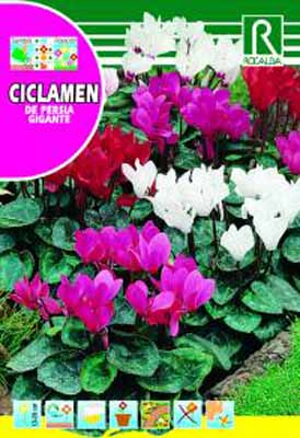 GuaschSemillas®-Huerta & Jardin-Flores-Ciclamen-De Persia Gigantre Variado  | Violeta de los Alpes - Características